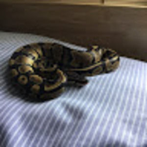 Meet your Posher, Ben